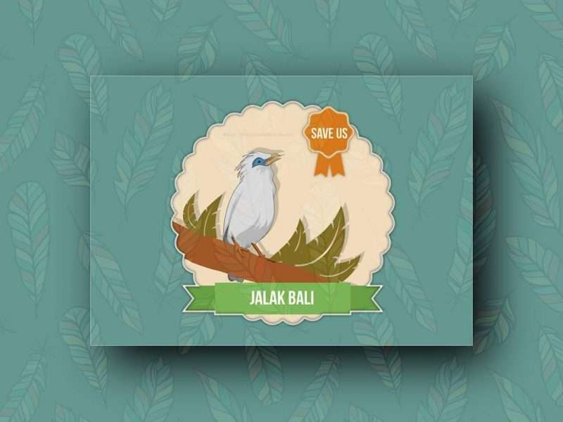 Jalak Bali illustration