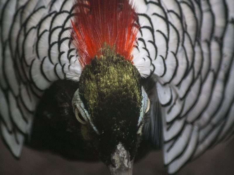 Bali Bird Park
