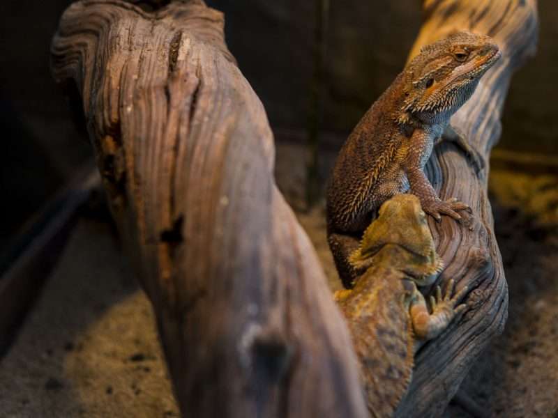 Iguana