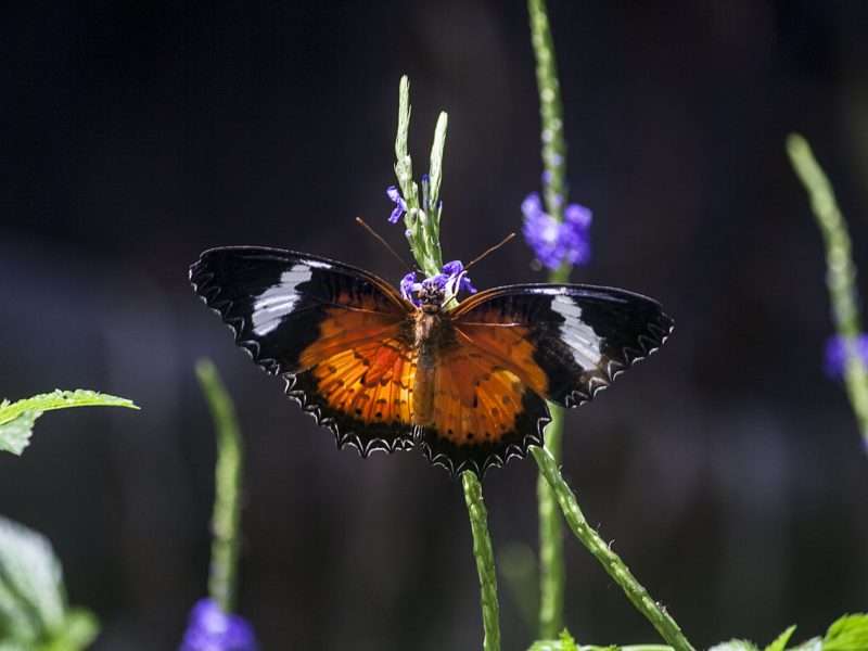 Butterfly feeding to a flower