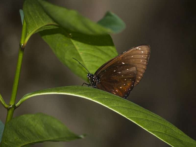 Brown Butterfly