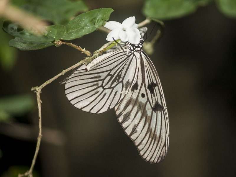 Zebra butterfly